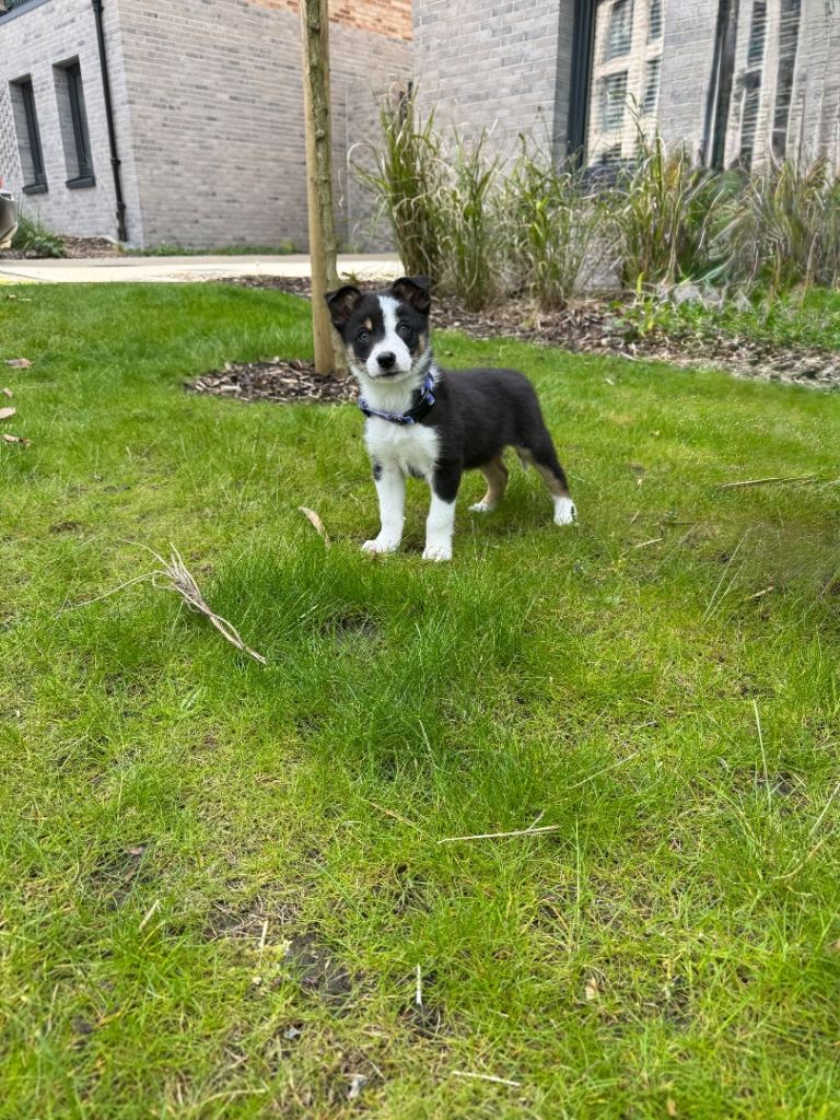 Border Collie puppy for sale 