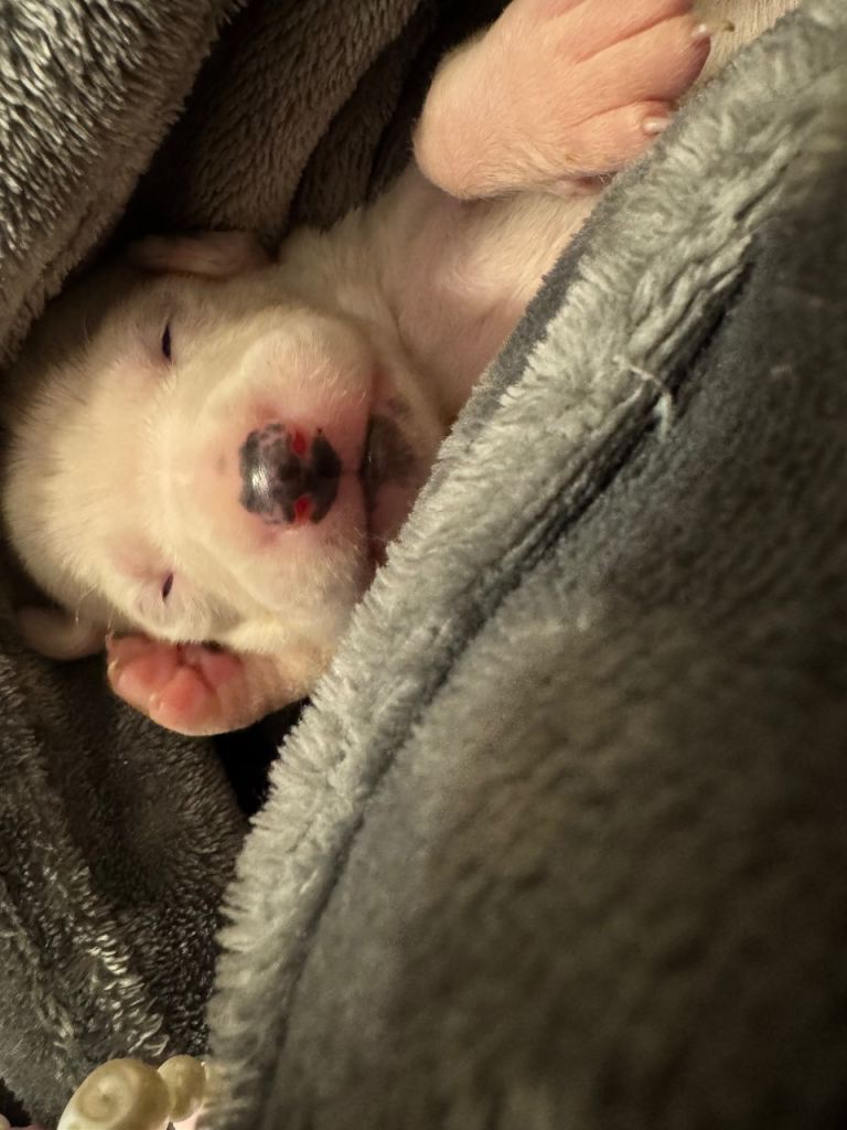 75% Lurcher x 25% Cane Corso Puppies 