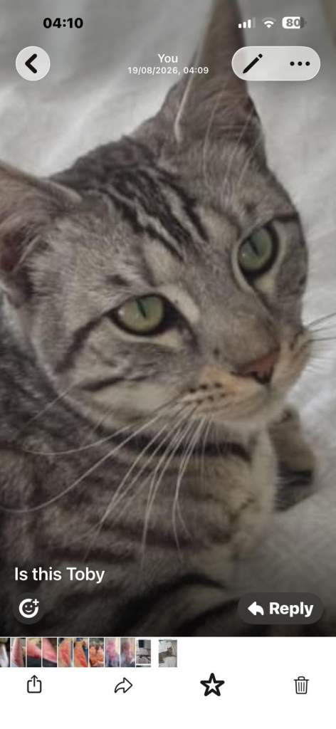 Missing cat