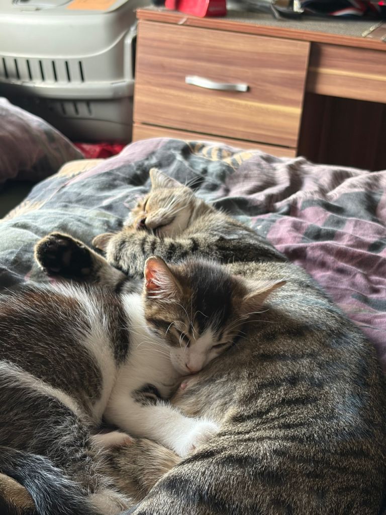 Adorable tabby and white kitten
