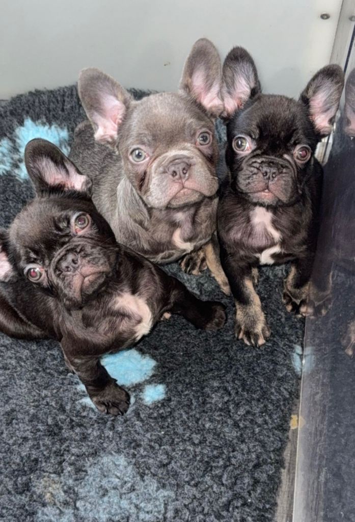 FRENCH BULLDOGS PUPPYS