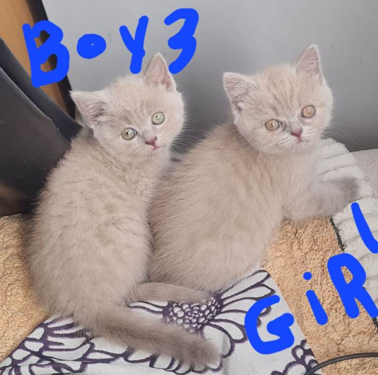 4 kittens for sale 3 males and 1 female 
