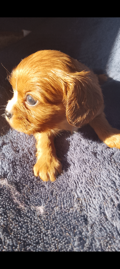 Cavalier king Charles spaniels 