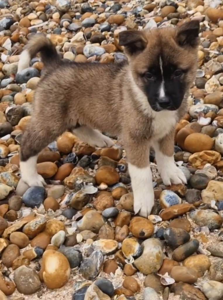 AMERICAN AKITAS PUPPIES