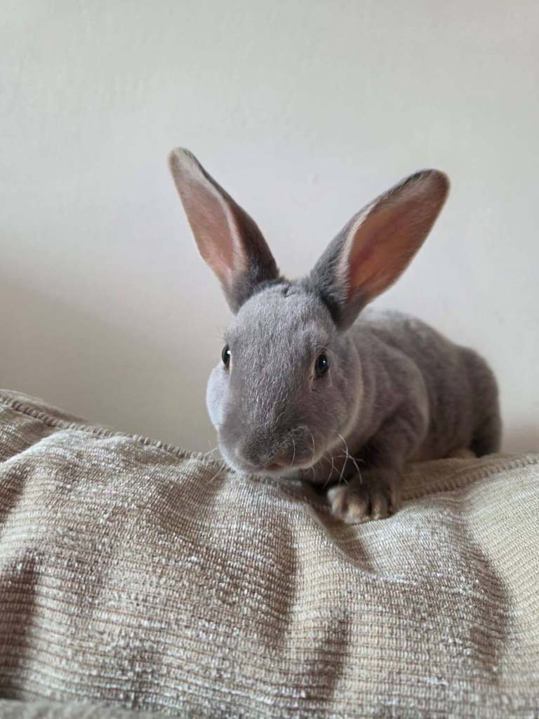 Gorgeous baby bunnies