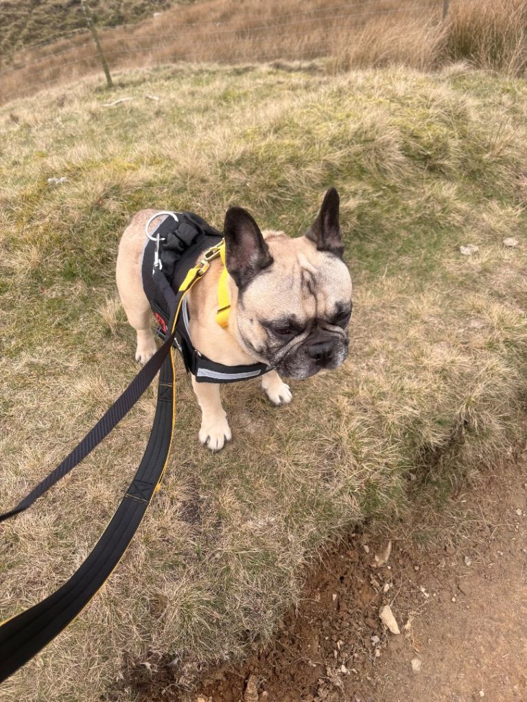 French bulldog 