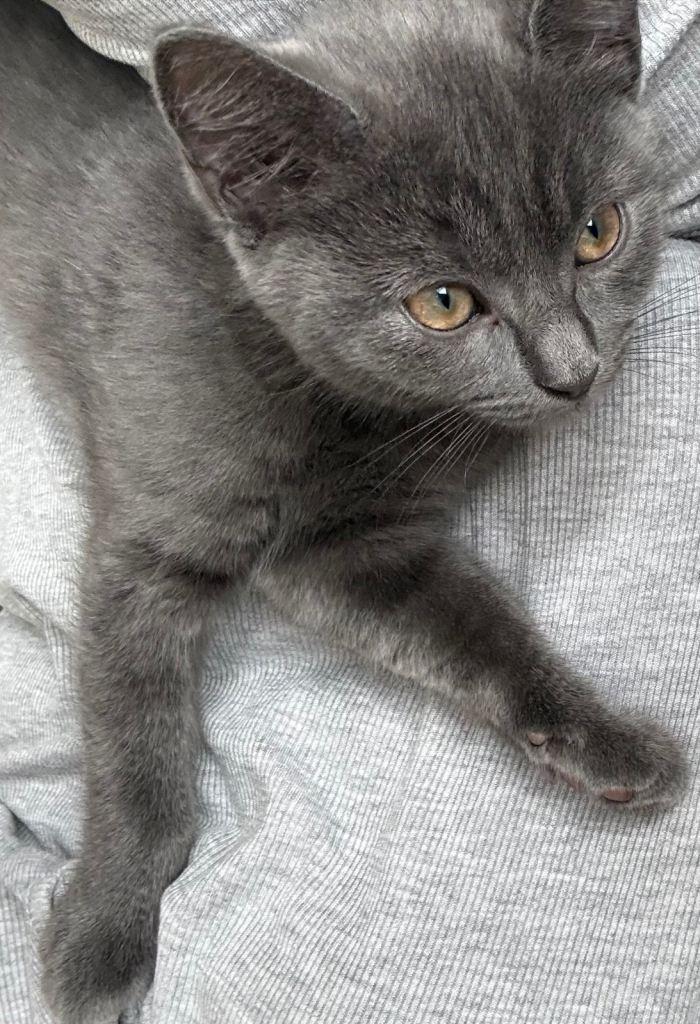 Beemer, grey ‘blue’ British shorthair