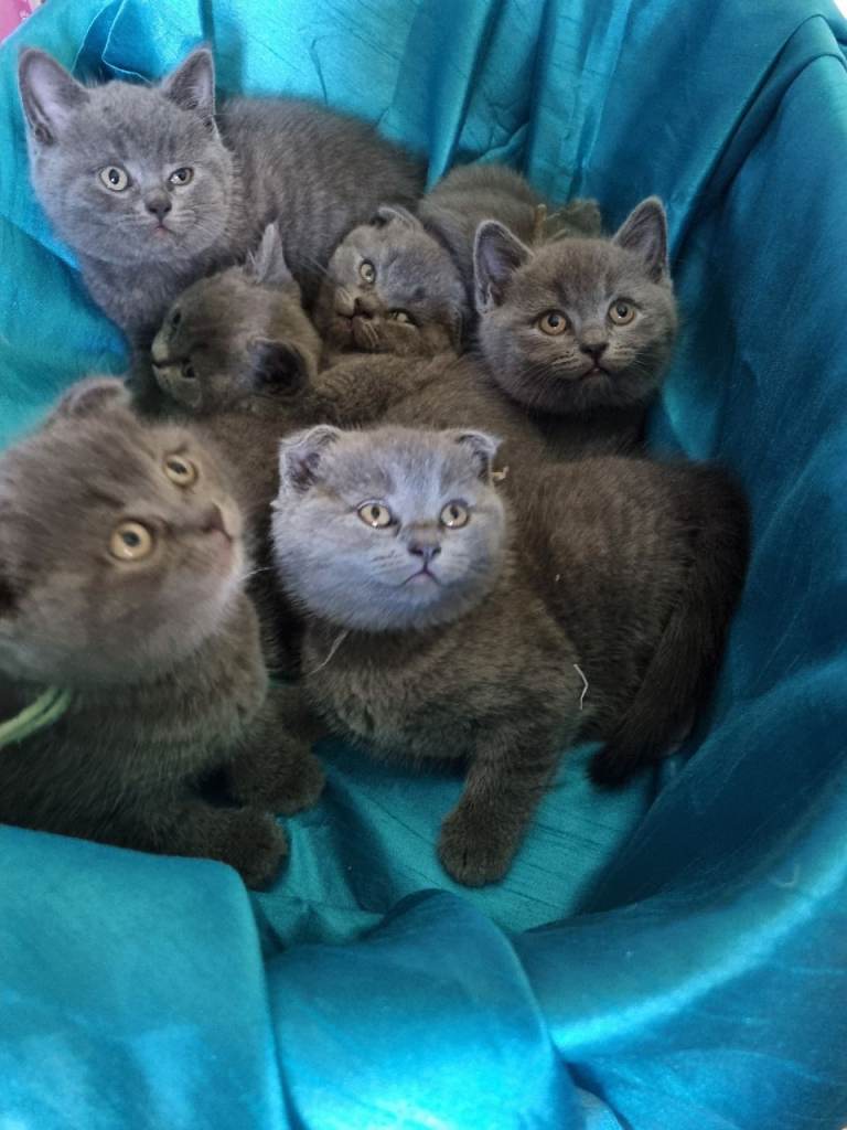 Beautiful British short hair kittens 😸 