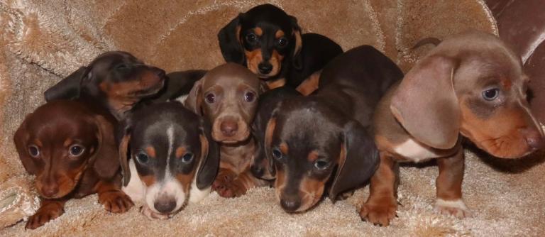 Dauchund puppy’s 
