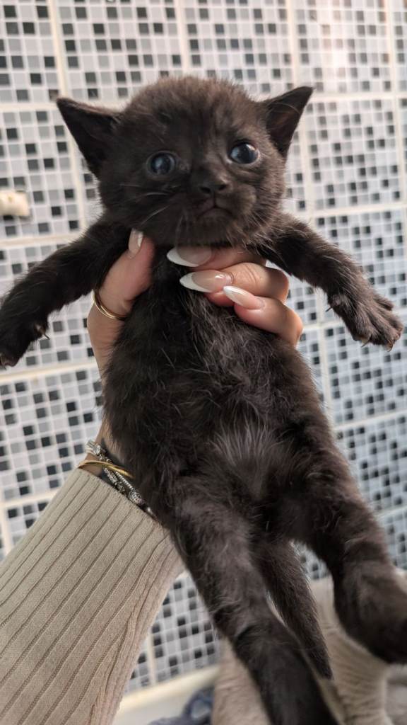 Half British shorthair kittens 