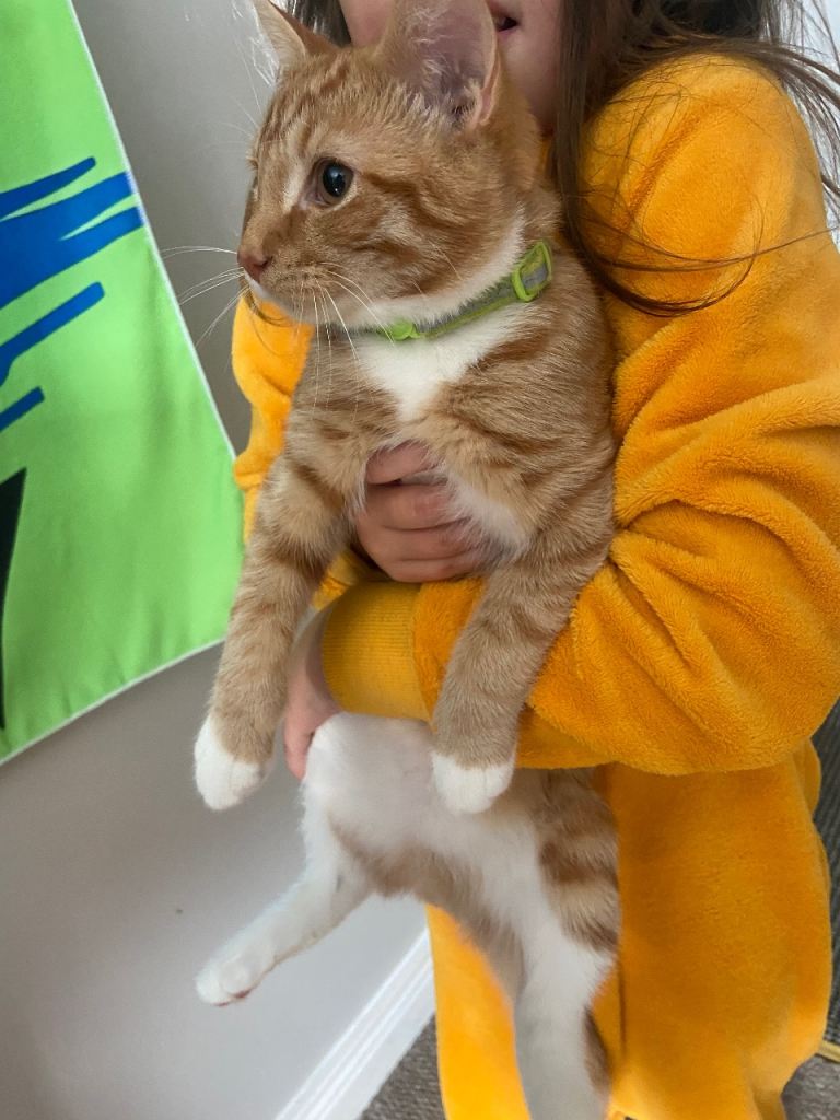 4 mth old cat 