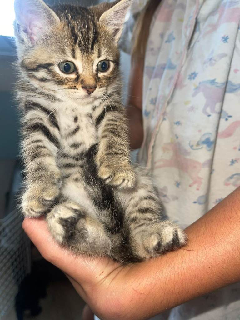 Beautiful kittens 