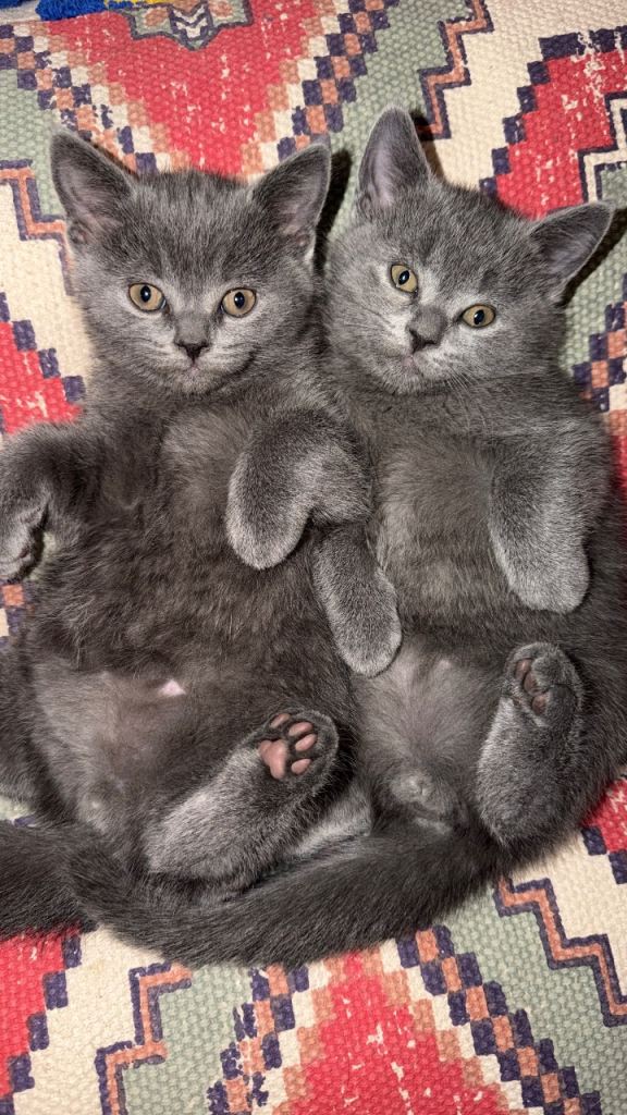 Kittens