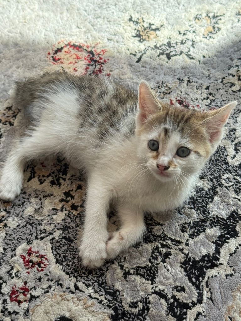 Snow Bengal kittens 