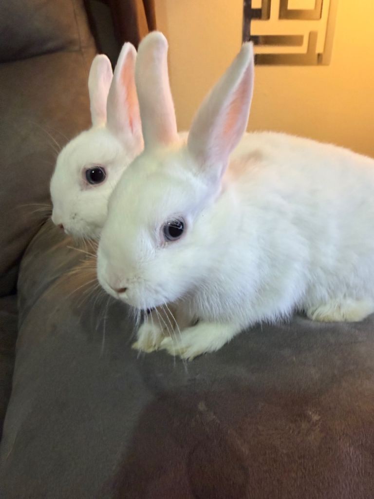 Netherland dwarf rabbits 