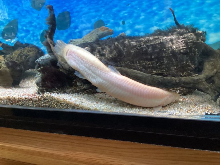 Japanese weather loaches