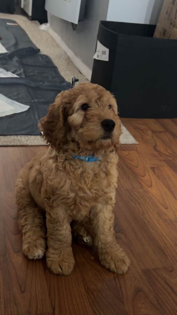 Cavapoo puppy -looking for a loving new home