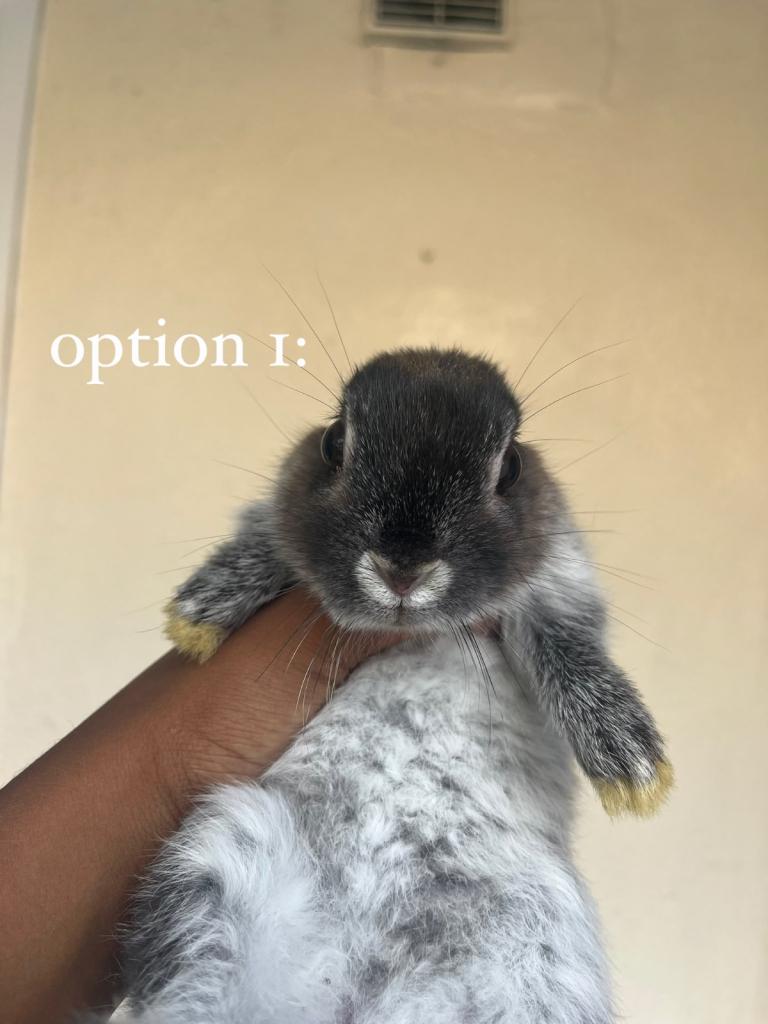 beautiful rabbits £25 each