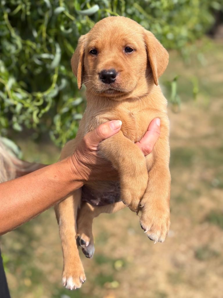 Lovely Litter of Labrador puppies for sale 