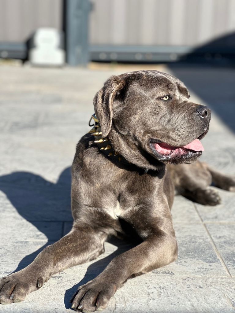 Cane Corso for sale 