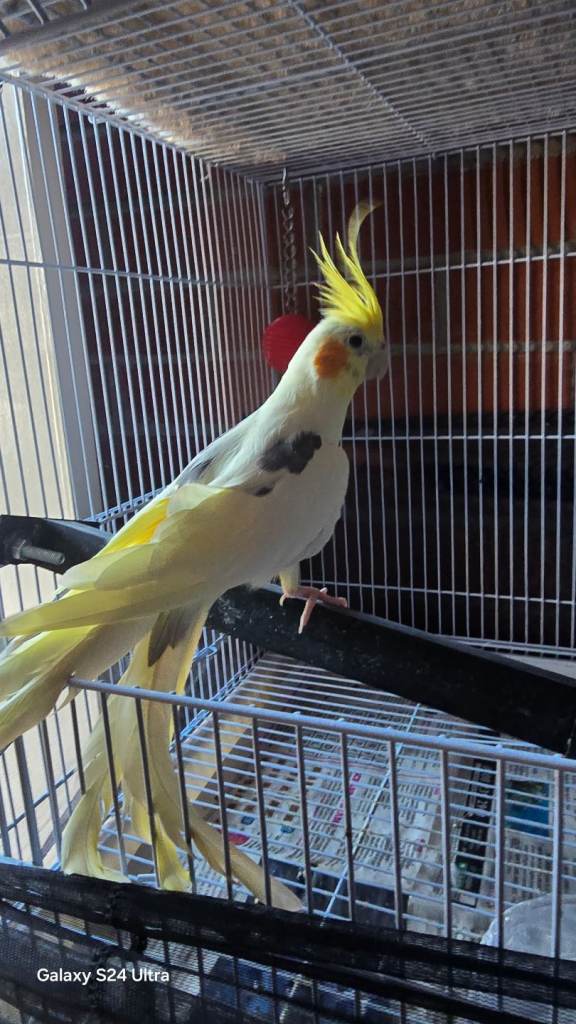 Male