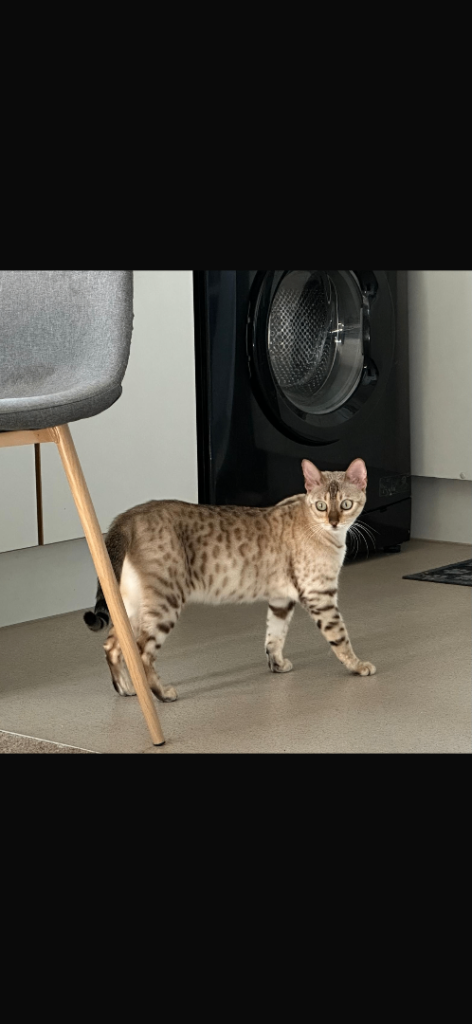 1.5 years old Snow Lynx Bengal