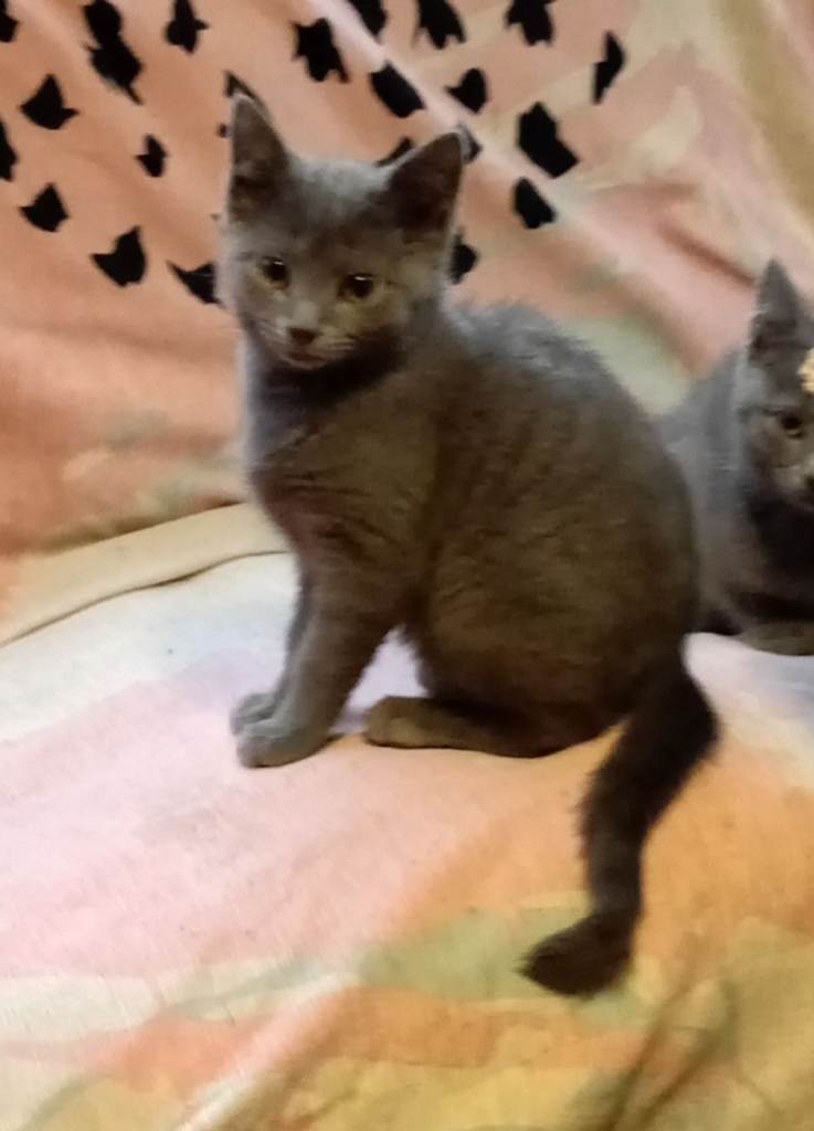 British shorthair kitten