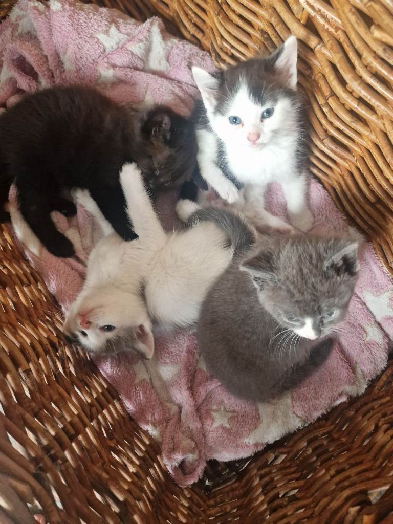 Kittens ready to go