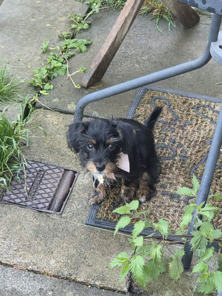 Yorky puppy 