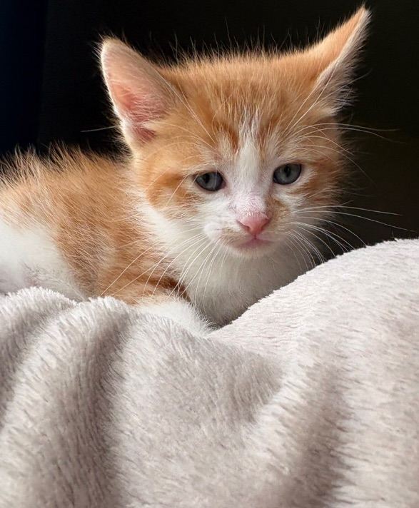 Beautiful kittens ready for there forever home🩷