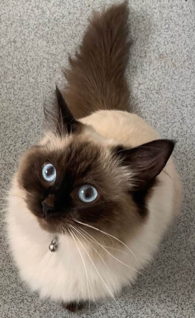 Dream Fluffballs! 🐾 Ragdoll x Persian Kittens in Islington ✨