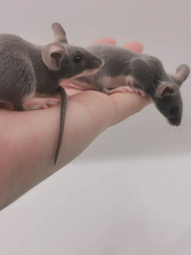 Fancy mice 