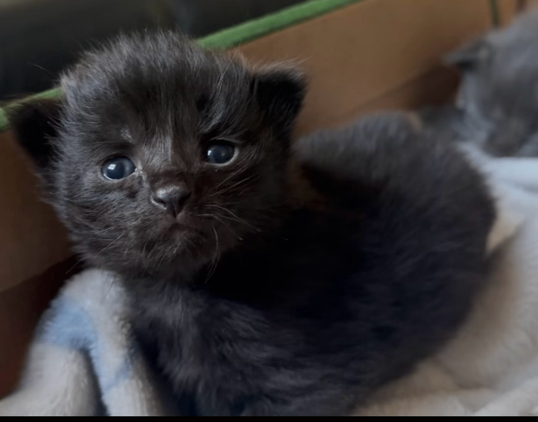 Kittens 