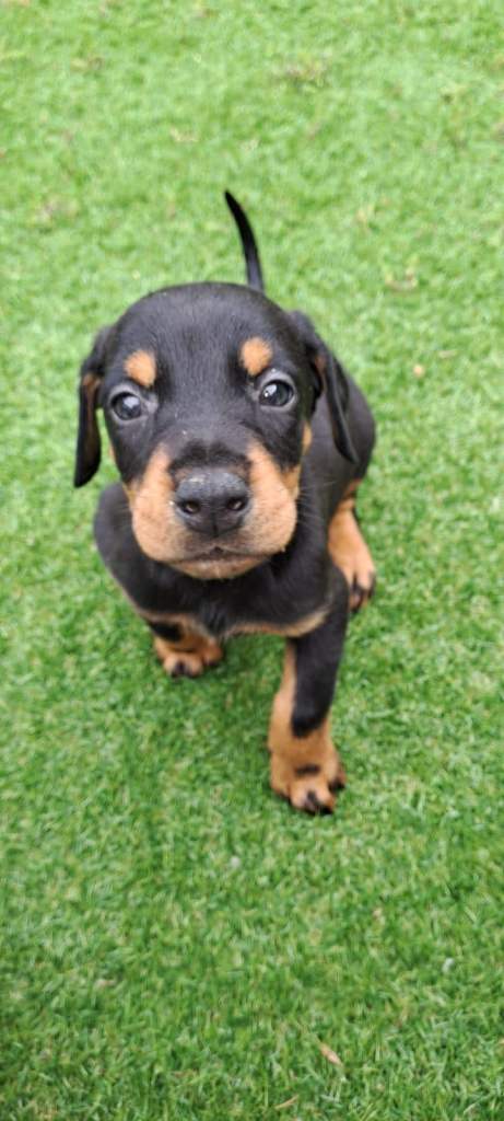 Doberman puppies 