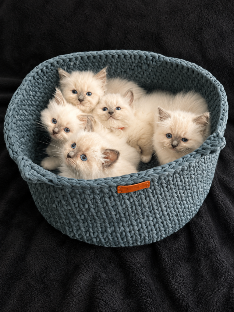 Blue Point Mitted Ragdoll Kittens