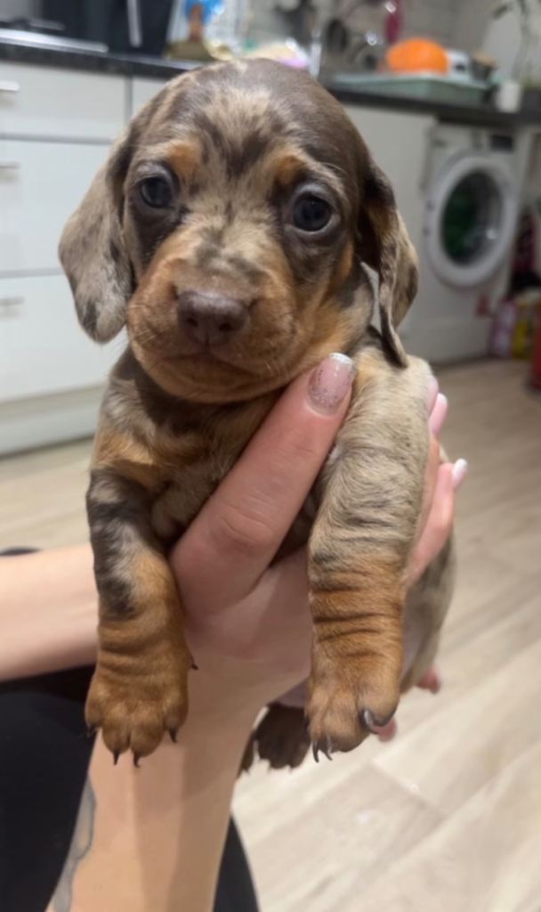 Dachshund puppies for sale