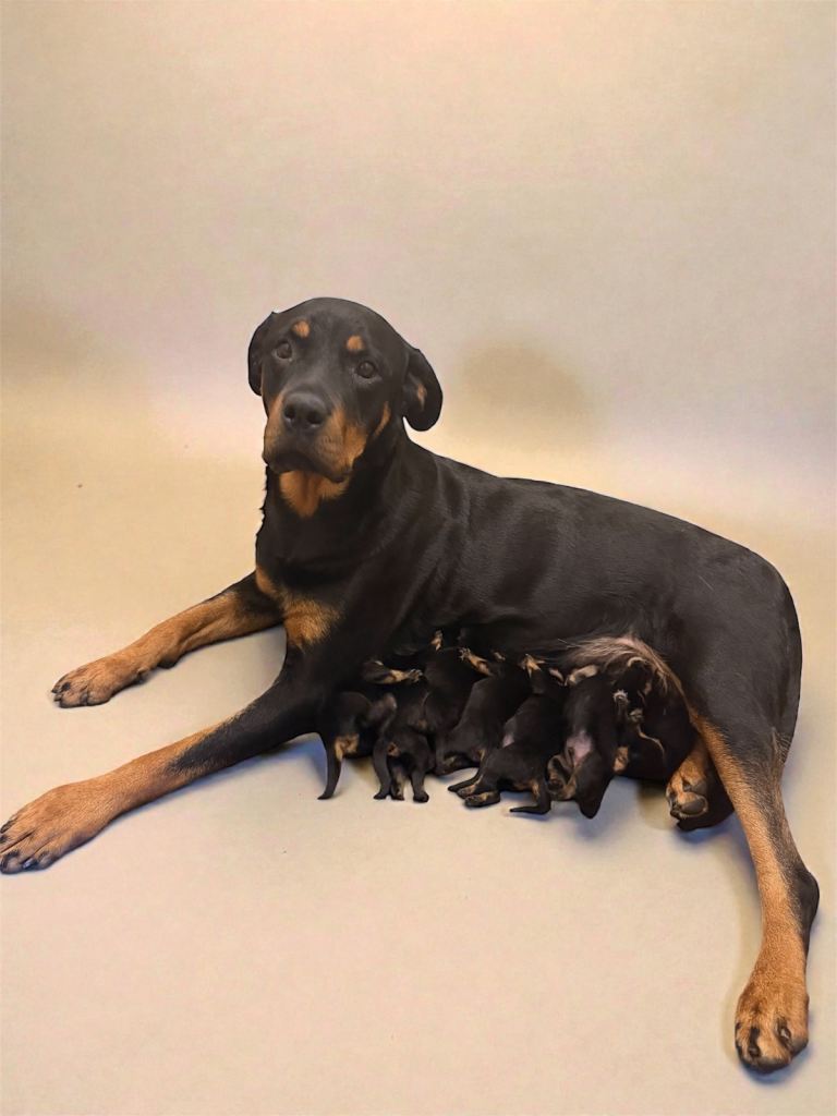 Purebred Rottweilers