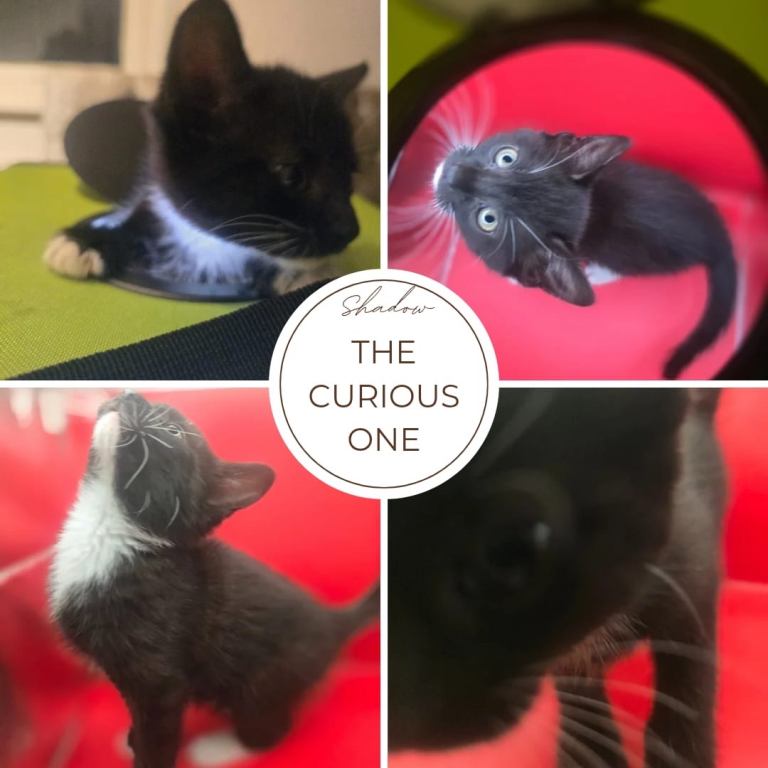 Adorable kittens ready for their new homes
