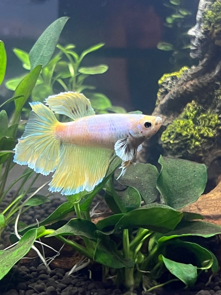 Elephant ear beta fish with setup