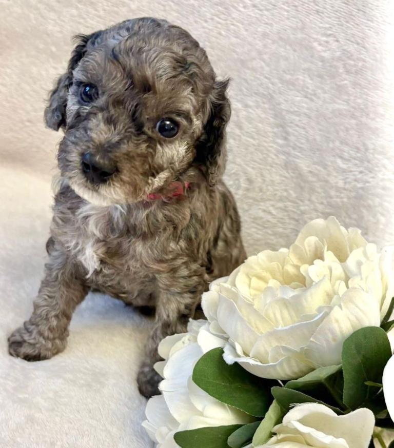 F2b cockapoo pups blue eyes !!!