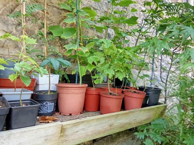 plants for sale
