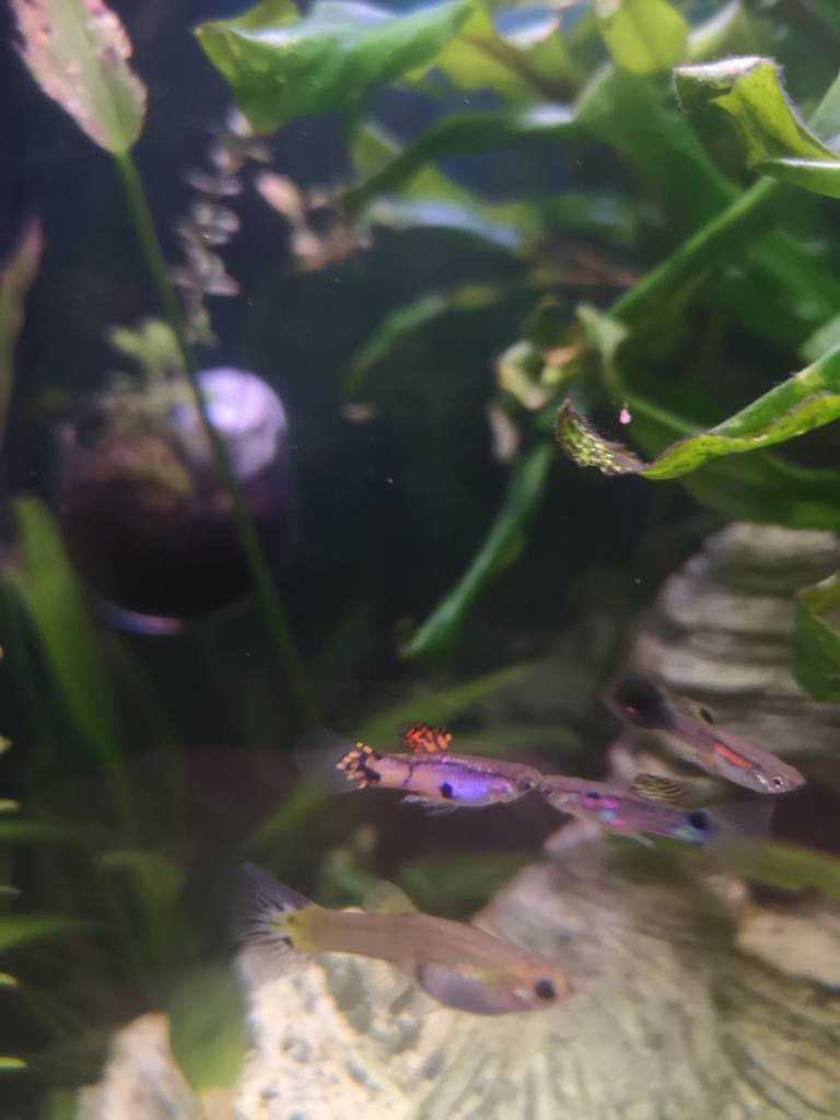 Red Cherry Shrimps and Guppies - Grab a bargain