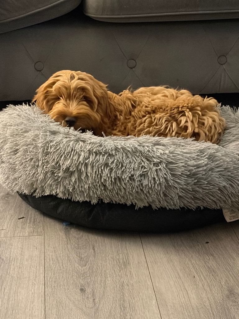 Cockapoo puppy 