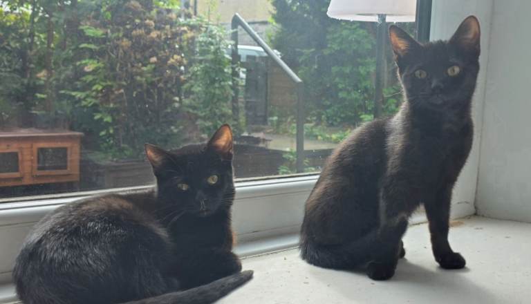 Bombay X Tortoiseshell kittens for sale 