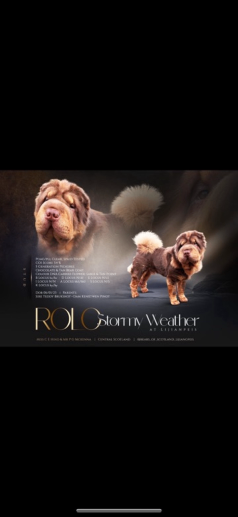 Shar Pei Bear Coat Puppies 