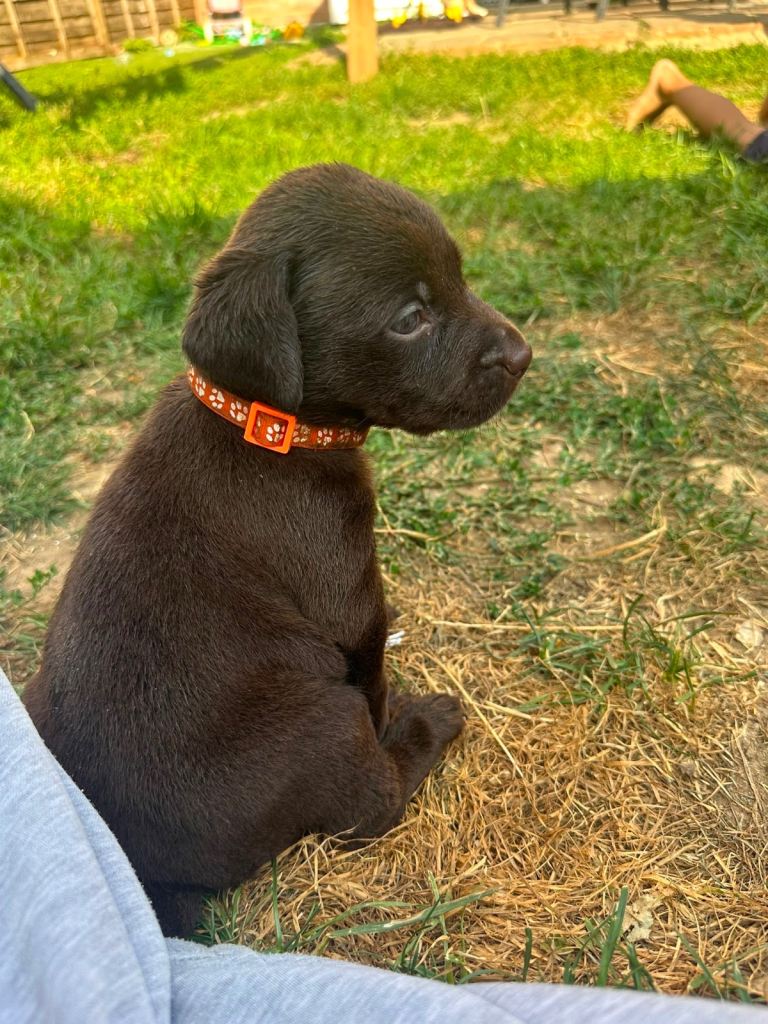 Black and brown Labrador Puppies 🐾