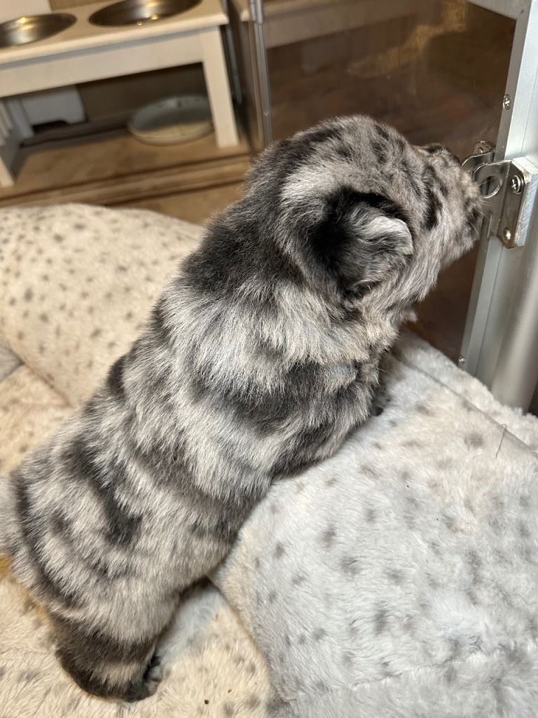 Multi coloured chow chow