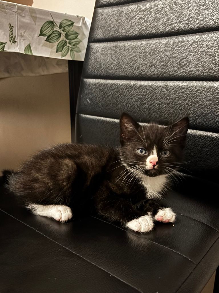 Very cute kitten looking for home