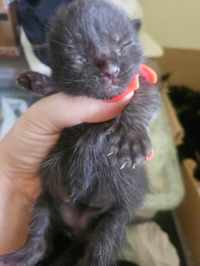 Kittens 2 males 1 female