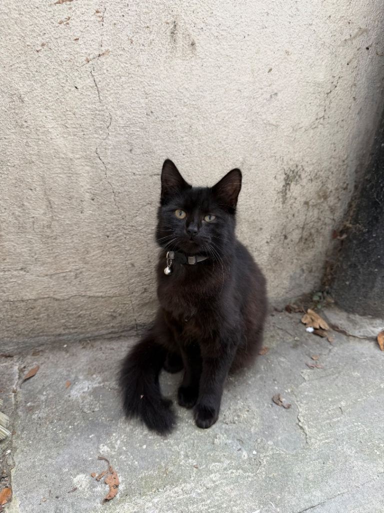 BLACK KITTEN 